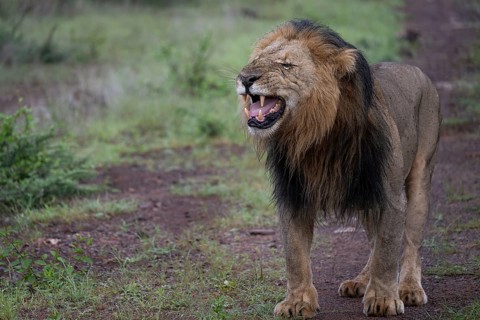 Lion (Panthera leo), male, Qwabi Private Game Reserve, Biosphere Reserve, Limpopo, South Africa,