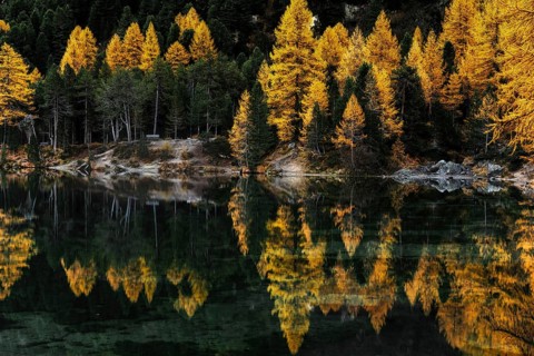 Autumn at Lake Palpuogna in the Swiss Alps with yellow larch trees and reflections in the calm
