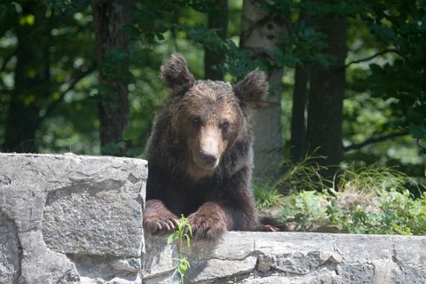 Brown bear (Ursus arctos arctos), Transfogaras High Road, Carpathians, Romania, Europe