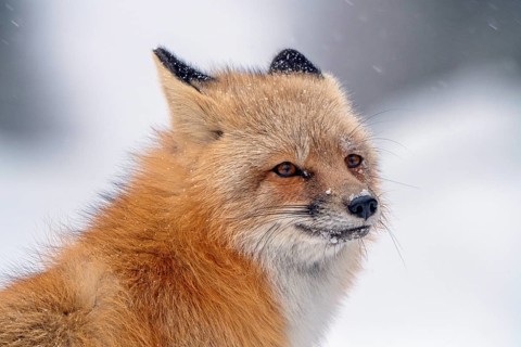 Fox Northern Saskatchewan snow rural road scenic
