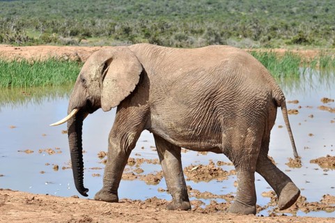 An African Elephant in the Addo Elephant Park, South Africa, Africa