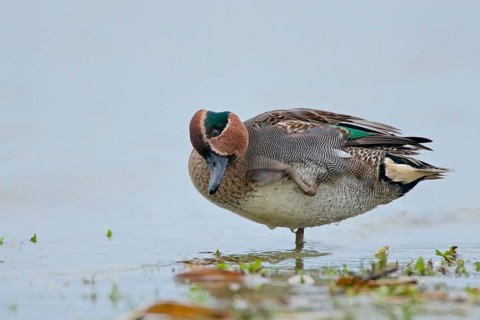 Scratching teal. Scratching Teal