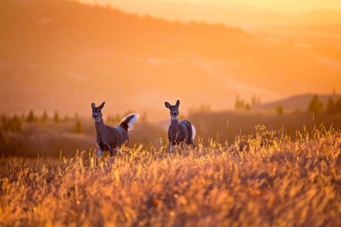 Cypress Hills Sunset Elkwater Alberta Horeshoe Canyon