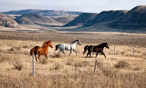 Badlands Canada Saskatchewan Big Muddy horses in pasture