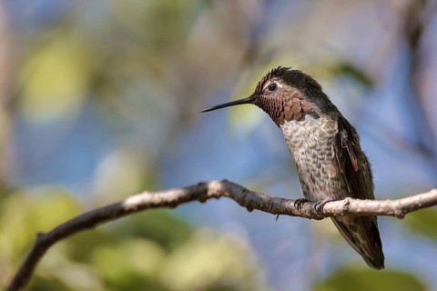 Anna's Hummingbird, Color Image, Day, Northern California USA
