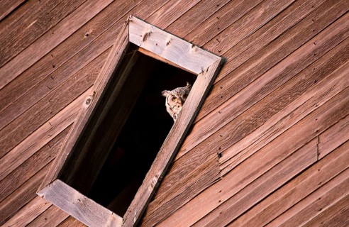 Prairie Barn Saskatchewan summer Owl in Window