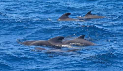 Group of pilot whales in the Atlantic off La Gomera, Spain, Europe