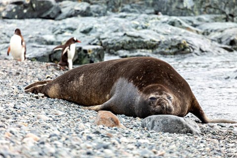 A seal lies relaxed on a pebble beach while penguins can be seen in the background, seal on the