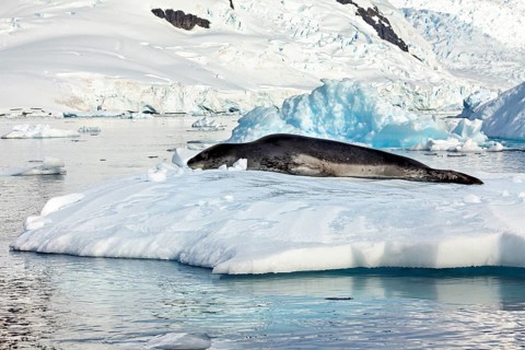 Seal resting on a snow-covered island in the icy landscape, leopard seal (Hydrurga leptonyx) on an