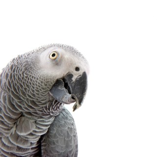 Red-taled African grey parrot with copy space