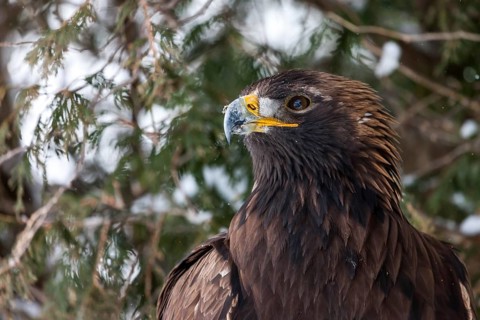 A captive golden eagle (Aqulia chrysaetos) at a bird of prey nature reserve in winter