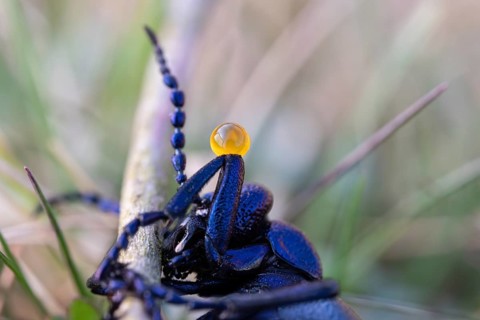 Black oil beetle (Meloe proscarabaeus), poisonous defence secretion on the knee joint, Lower