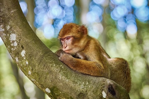 Barbary Macaque (Macaca Sylvanus) on the Tree Salem, Germany, Europe