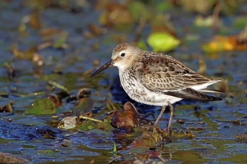 Dunlin