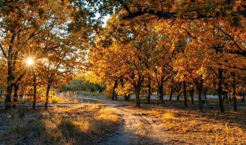 A dirt road leading threough oak forest in fall foliage colors with a sunburst through the trees