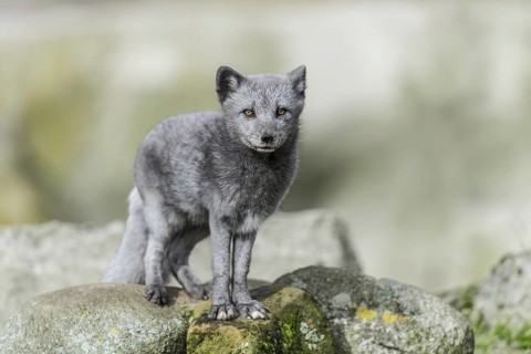 Arctic fox (Vulpes lagopus)