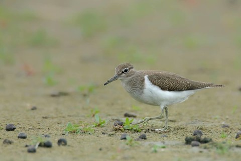 Common sandpiper (Actitis hypoleucos)