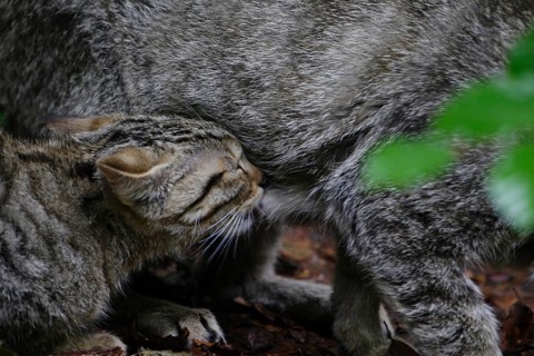 Wildcat (Felis silvestris)