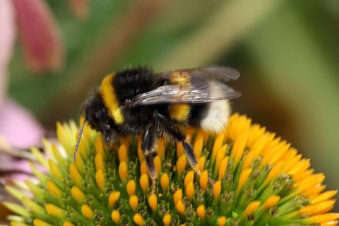 Garden bumblebee (Bombus hortorum)