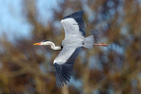 Grey heron, heron, (Ardea cinerea), animals, birds, heron, aerial photograph, Luisenpark, Mannheim,