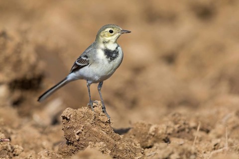 White wagtail, (Motacilla alba), BTiere, birds, family of wagtails and pipits, Steglarp, Vellinge,
