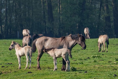 Two foals with an adult horse on a green meadow near a forest, dülmen, westphalia, münsterland,