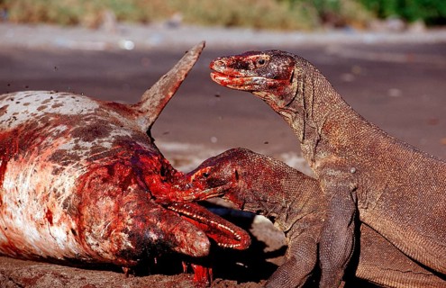 Komodo dragons eat dead dolphin, Varanus komodoensis, Rinca, Komodo National Park, Indonesia, Asia