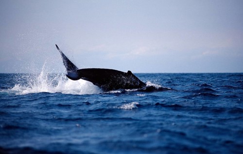 Humpback whale fluke, Megaptera novaeangliae, Silverbanks, Caribbean Sea, Dominican Republic,