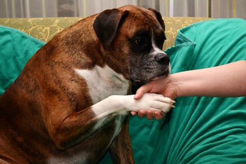 Handshaking with a dog