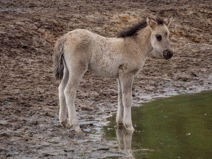 Foal stands on the muddy bank of a small body of water and looks curiously, merfeld, münsterland,