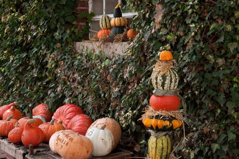 Pumpkins stacked in front of an overgrown wall, autumnal atmosphere, weseke, münsterland, germany