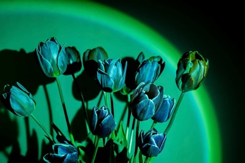 Pink colored tulip flower in neon light on green gradient background in the night light.