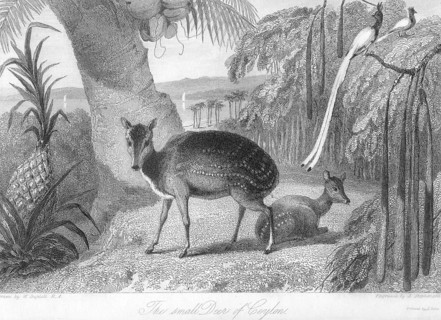 Small Deer of Ceylon, Sri Lanka, Asia