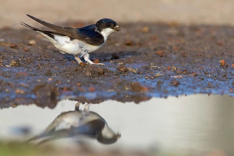 House martin, (Delichon urbica), animals, birds, swallows, seeks nesting material, mud, clay,