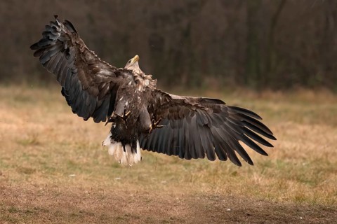 Haliaeetus albicilla, white taled eagle, Poland, Europe