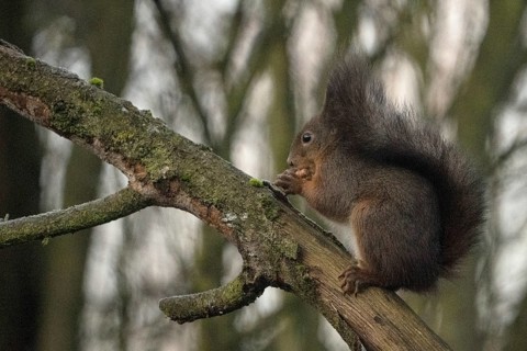 Sciurus vulgaris, italy