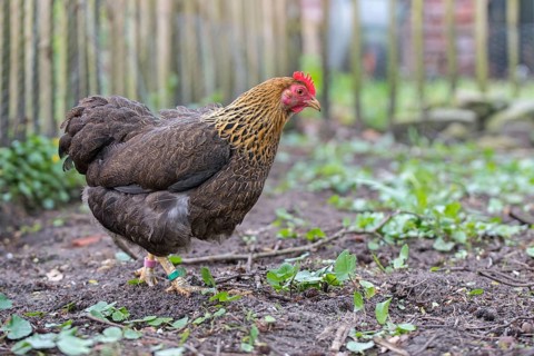Dwarf Wyandotte