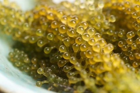 Caulerpa lentillifera seaweed is a species of bryopsidale green algae
