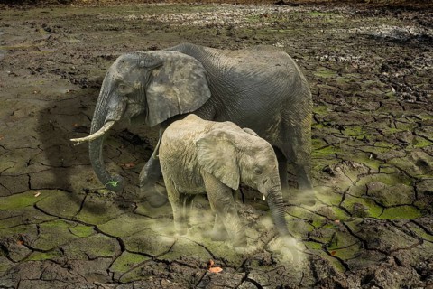 The last surviving elephants on cracked earth background. concept of endangered, love, survival,