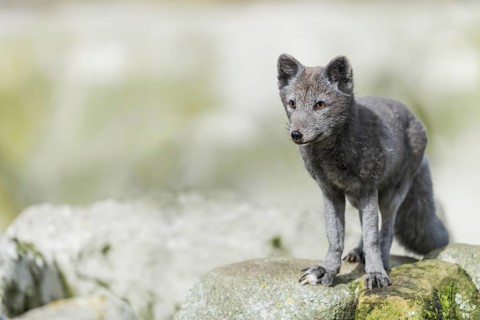 Arctic fox (Vulpes lagopus)