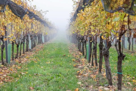 Autumn fog in the vineyard, near St. Andrä-Höch, Sausal, Styria, Austria, Europe