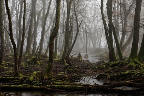Quarry forest in Bavaria