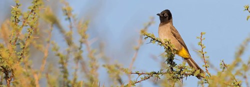 Yellow-breasted Bulbul, Songbird, True Bulbul, (Pycnonotus xanthopygos), Vallombrosa Bulbul,