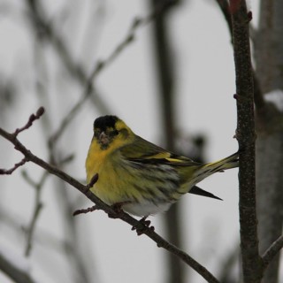 Siskin (Carduelis spinus)