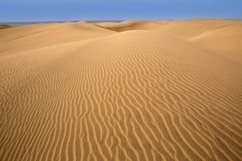 Desert dunes sand in Maspalomas Oasis Gran Canaria at Canary islands