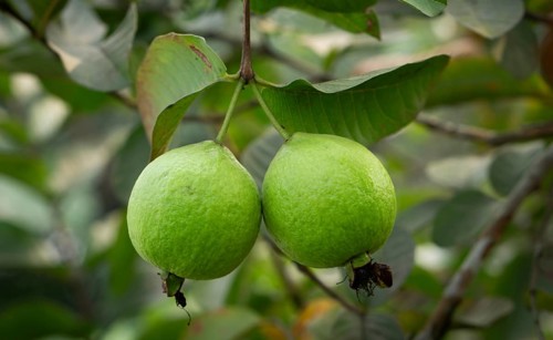 Two ripe guavas hang side-by-side, their vibrant green skin promising a sweet and tangy taste,