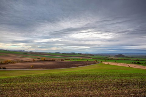 View of field divided into sectors by wheat varieties