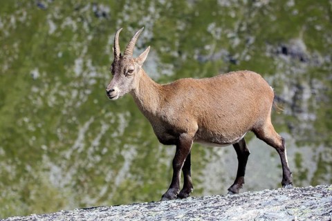 Alpine ibex, Capra ibex