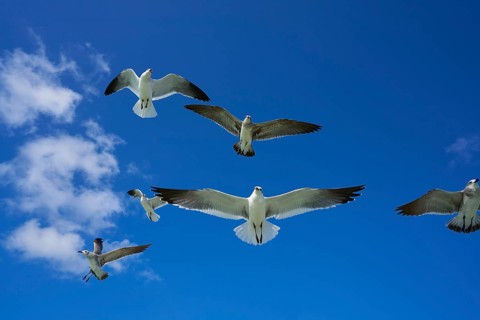 Seagulls sea gulls group flying on blue sky in Caribbean sea