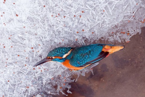 A dead kingfisher (Alcedo atthis) frozen to death in winter, animals, birds, kingfishers, Hesse,